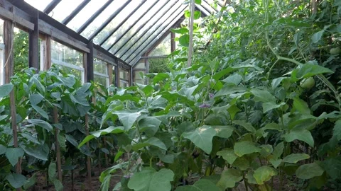 Organic vegetable plants growing inside greenhouse Stock Footage 340283263