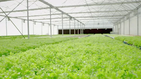 Organic vegetable plants grown hydroponically in the greenhouse. Stock Footage 164061354