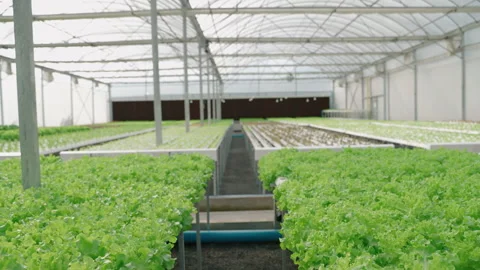 Organic vegetable plants grown hydroponically in the greenhouse. Stock Footage 274377714