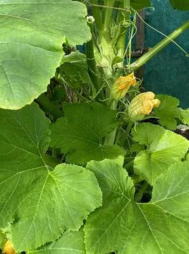 ORGANIC VEGETABLE PLOT 스톡 사진