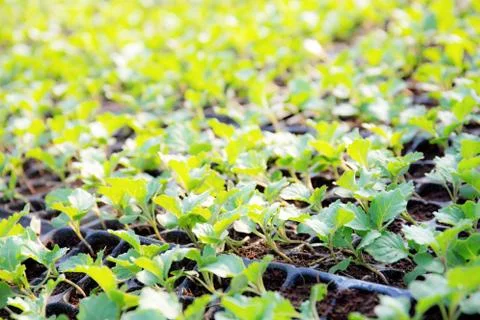 Organic vegetable on plots. Stock Photos
