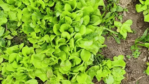 Organic vegetable small garden Stock Footage 273359558