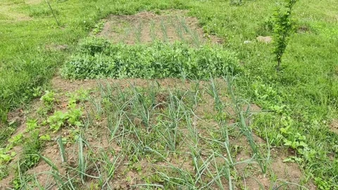 Organic vegetable small garden Stock Footage 273359566
