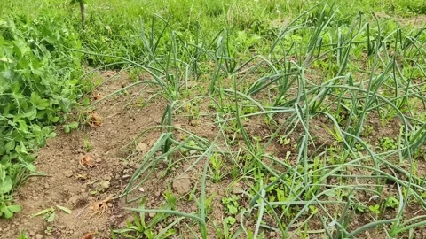 Organic vegetable small garden Stock Footage 273359567