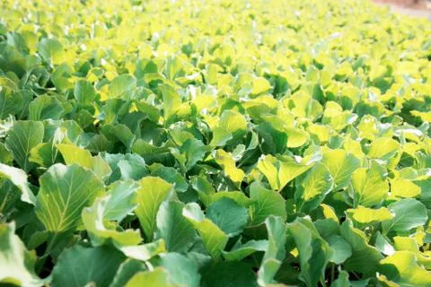Organic vegetable at sunlight. Stock Photos