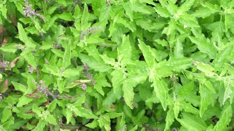 Organic vegetables concept, Basil growing, Stock Footage 140752838