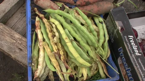 Organic vegetables in crates beans Stock Footage 42307230