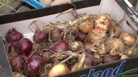 Organic vegetables in crates onion Stock Footage 42307481
