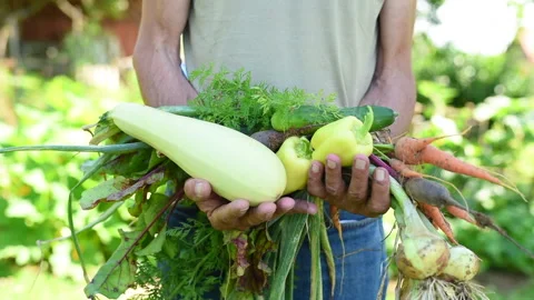 Organic vegetables Stock Footage 135659322