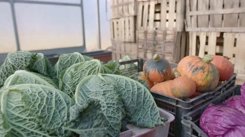 Organic vegetables Stock Footage 171557216