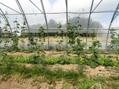 Organic Vegetables inside a Greenhouse Stock Photos