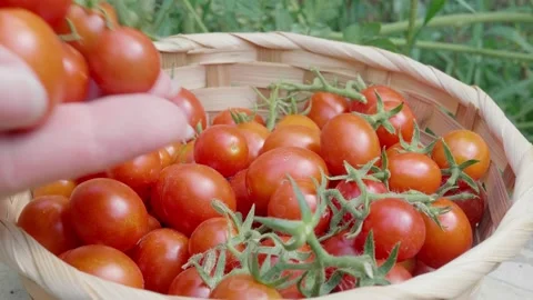 Organic vegetables. Mini tomatoes. Hand pours ripe red fruit in the basket. Видео 137111427