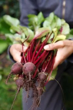 Organic vegetables Stock Photos