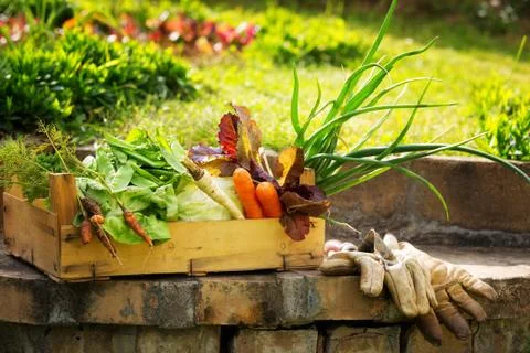Organic vegetables. Stock Photos