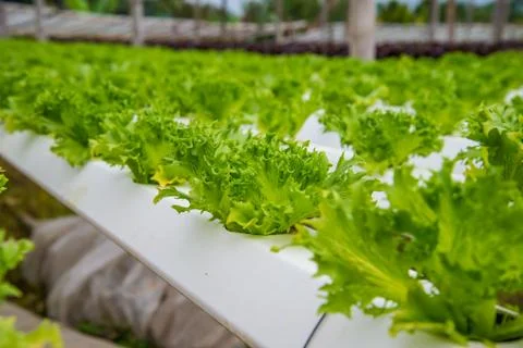 Organic vegetables Stock Photos