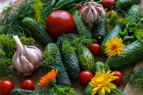 Organic vegetables.a set of beet cucumbers, dill, garlic and tomato. Stock Photos