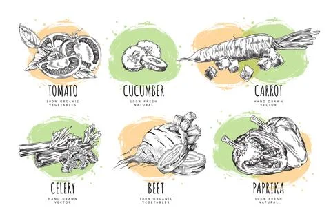 Organic vegetables sketch vector set Stock Illustration