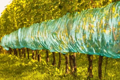 Organic vineyard in the netherlands Fotos Stock