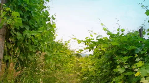 Organic Vineyard Row with High Grass Without Herbicide, clip 1 Stock Footage 137110115
