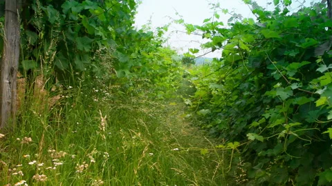 Organic Vineyard Row with High Grass Without Herbicide, clip 2 tilt up Stock Footage 137111588