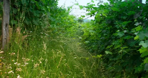 Organic Vineyard Row with High Grass Without Herbicide, clip 2 tilt up Stock Footage 137111620