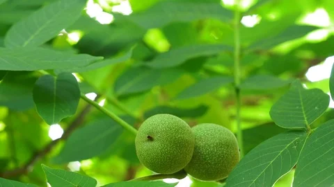 Organic walnuts close-up, growing plants. Summer background, beautiful tree in Stock Footage 123236326