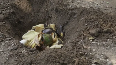 Organic waste decomposing in a compost pit Stock Footage 318011773