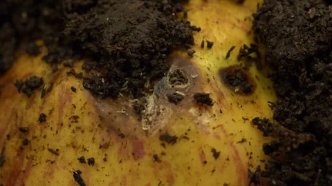 Organic waste decomposition in compost, close-up soil biology Stock Footage 327805249