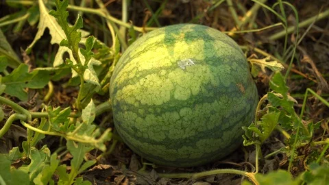 Organic watermelons Stock Footage 128214253