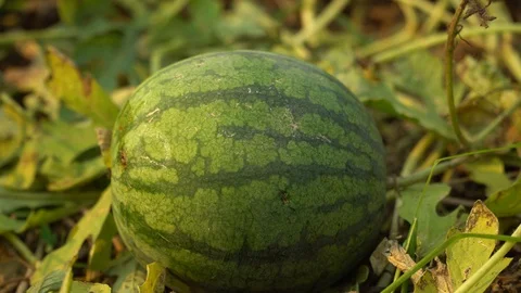 Organic watermelons Stock Footage 128214331