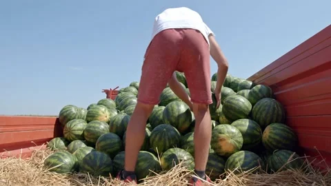 Organic watermelons Stock Footage 171556202