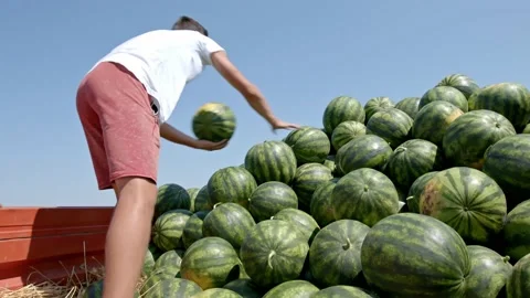 Organic watermelons Stock Footage 171557122