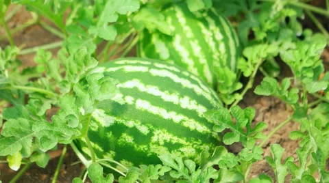 Organic watermelons on ground Vídeos de archivo 59954628
