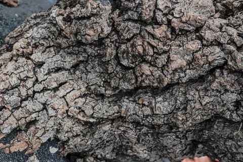 Organic weathered tree bark texture pattern backdrop featuring deep fissure.. 写真素材