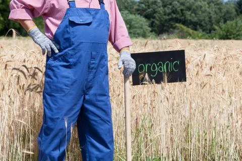 Organic wheat field Stock Photos