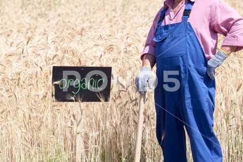 Organic wheat field Stock Photos