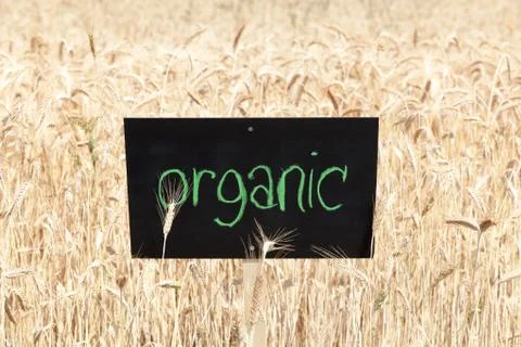 Organic wheat field Foto stock