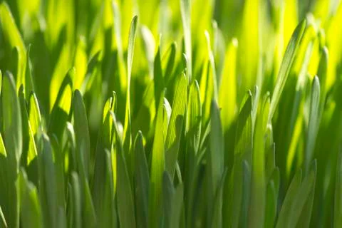 Organic Wheatgrass Stock-Fotos