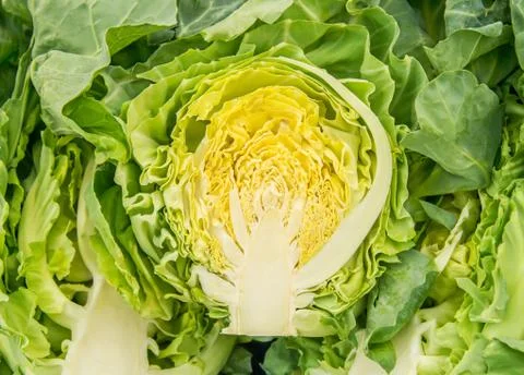 Organic white cabbage cut down the middle Stock Photos