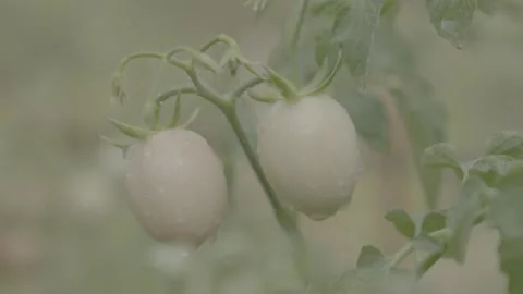 Organic White Cherry Tomatoes with Water Droplets in Garden Stock Footage 337857728