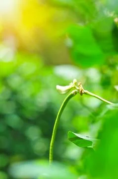 Organic yard long bean tree, Young cowpea plants in garden 스톡 사진