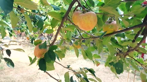 Organic yellow apples growing on the tree in the garden Stock Footage 137743464