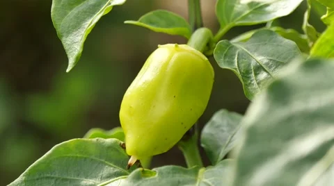 Organic Yellow Papper 4k 스톡 동영상 42015922