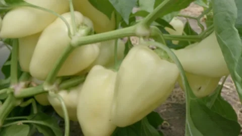 Organic yellow pepper Stock Footage 171559423
