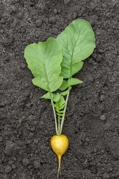 Organic yellow radish on the ground. Agricultural background for banner Stock Photos