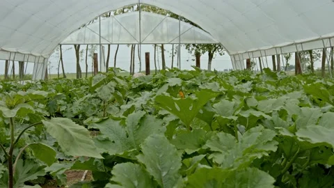 Organic zucchini Stock Footage 171557437