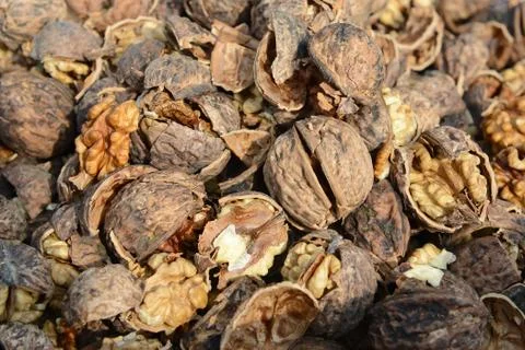 Organic_walnut Stock Photos
