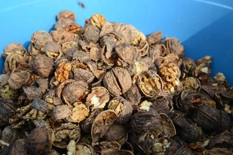 Organic_walnut 写真素材