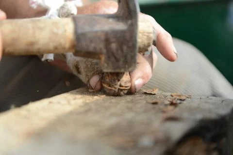 Organic_walnut Stock Photos