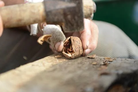 Organic_walnut 写真素材
